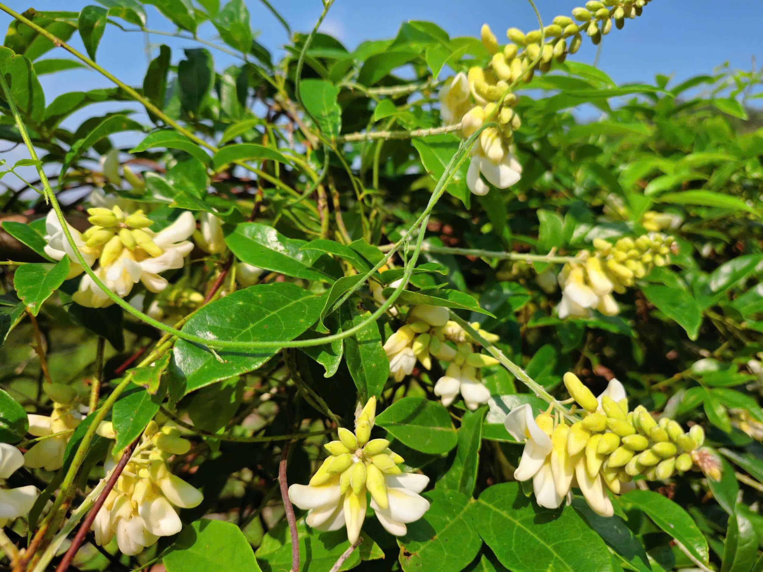 Chứng chỉ